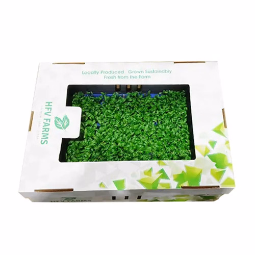 Coriander Cress 18s UAE